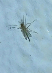 Phlebotominae