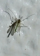Phlebotominae