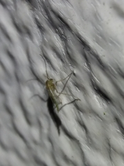Phlebotominae