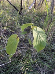 Helicteres jamaicensis