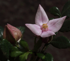 Boronia alata