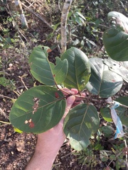 Coccoloba × hybrida