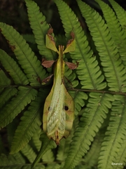 Pulchriphyllium bioculatum