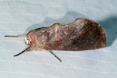 Hemiceras domingonis