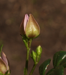 Boronia alata