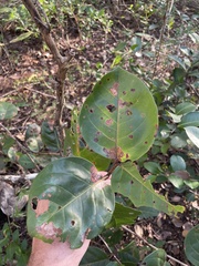 Coccoloba × hybrida