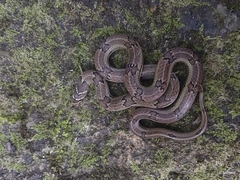 Oligodon taeniolatus