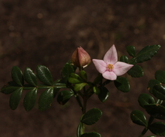 Boronia alata