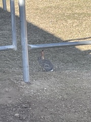 Sylvilagus audubonii