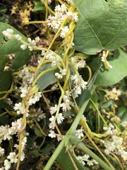 Cuscuta japonica