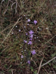 Cyanthillium cinereum