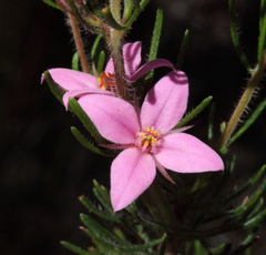 Boronia stricta