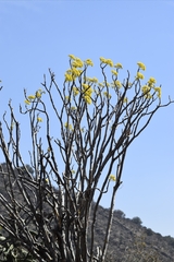Pittocaulon praecox