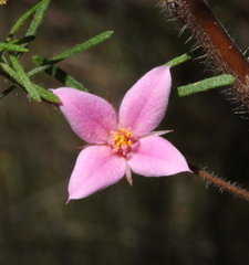 Boronia stricta