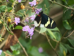 Heliconius eleuchia