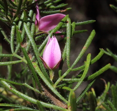 Boronia stricta