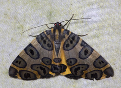 Pantherodes pardalaria