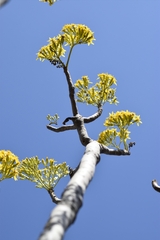 Pittocaulon praecox
