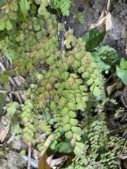 Adiantum fragile