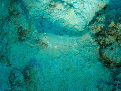 Istigobius rigilius