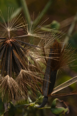 Porophyllum ruderale