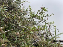 Berberis tarokoensis