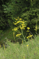 Ferula kelleri