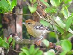 Pectoral Antwren photo 2