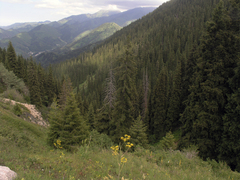 Picea schrenkiana
