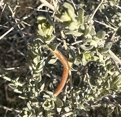 Neolasioptera willistoni