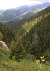 Picea schrenkiana