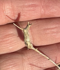 Neolasioptera willistoni