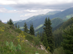 Picea schrenkiana