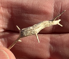 Neolasioptera willistoni