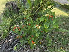 Capsicum annuum
