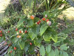 Capsicum annuum