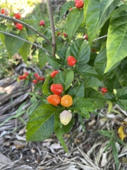 Capsicum annuum