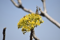Pittocaulon praecox