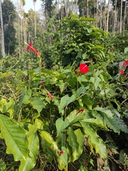 Ipomoea hederifolia