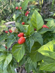 Capsicum annuum
