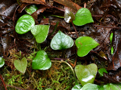 Claytonia sibirica