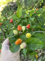 Capsicum annuum