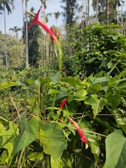 Ipomoea hederifolia