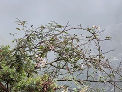 Rosa pricei