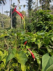 Ipomoea hederifolia