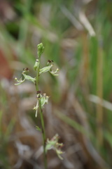 Arthrochilus prolixus