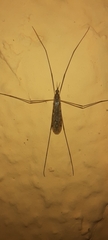Limoniidae