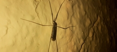 Limoniidae