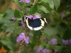 Heliconius eleuchia