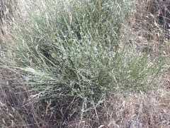 Carmichaelia australis